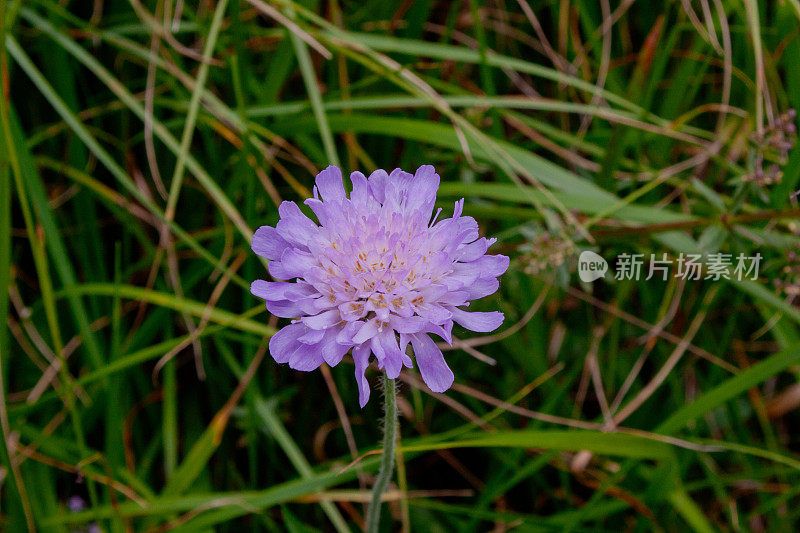 野疥疮(Knautia arvensis) - geo Weg - ziegelbrcke和Amden